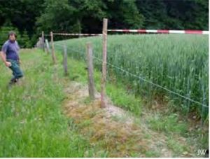 Comparaison entre une clôture barbelée et une clôture électrique Patura