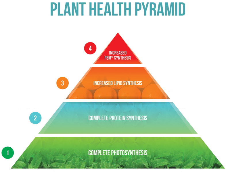 Fichier:Pyramide de santé des plantes.png