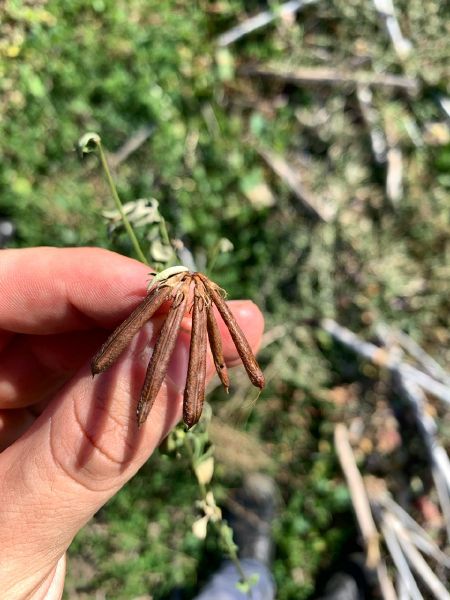 Fichier:Gousse de lotier.jpg