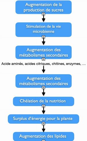 Partie 1 la pyramide de santé de la plante 11.jpg