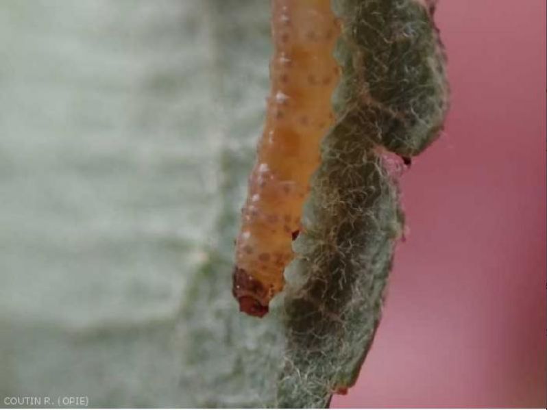 Fichier:Ravageurs-Carpocapse larve Ephytia-INRAE.jpg