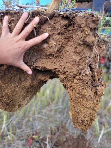 Fichier:Sol7 Saboureau.jpg