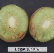 Dégâts de la punaise diabolique sur kiwi