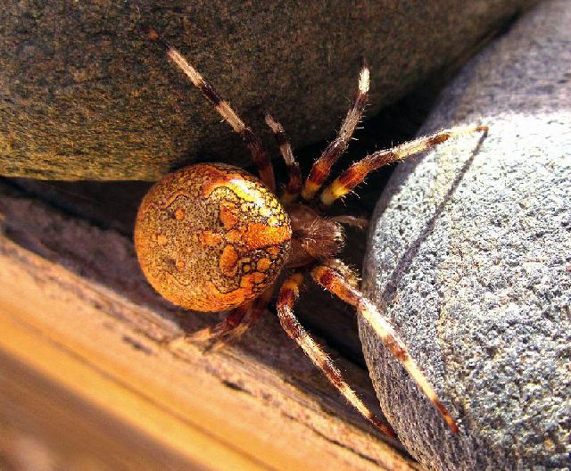 Spider - Triple Performance
