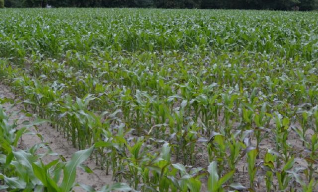 Managing Deficiencies in Field Crops - Triple Performance