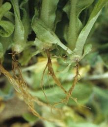 Maladies-Fonte-des-semis Olpidium plant Ephytia-INRAE.jpg