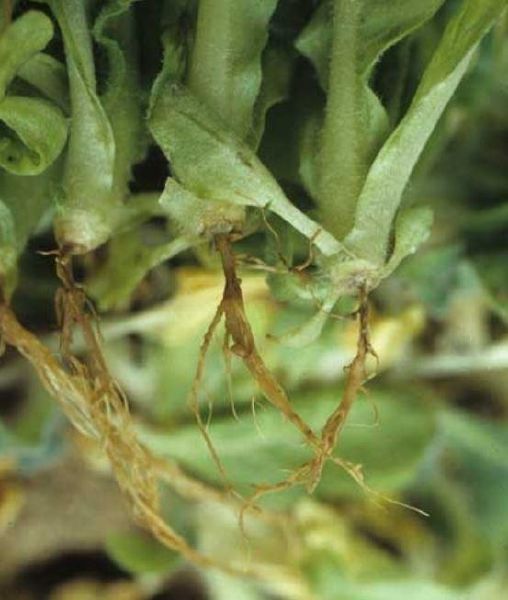 Fichier:Maladies-Fonte-des-semis Olpidium plant Ephytia-INRAE.jpg
