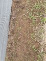 Ferme d'Alex - carottes sur sol nu - 30 juin 2021