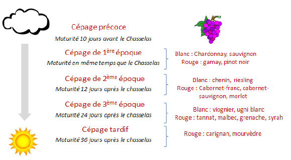Présentation de la classification Pulliat basée sur la période de maturité de la grappe