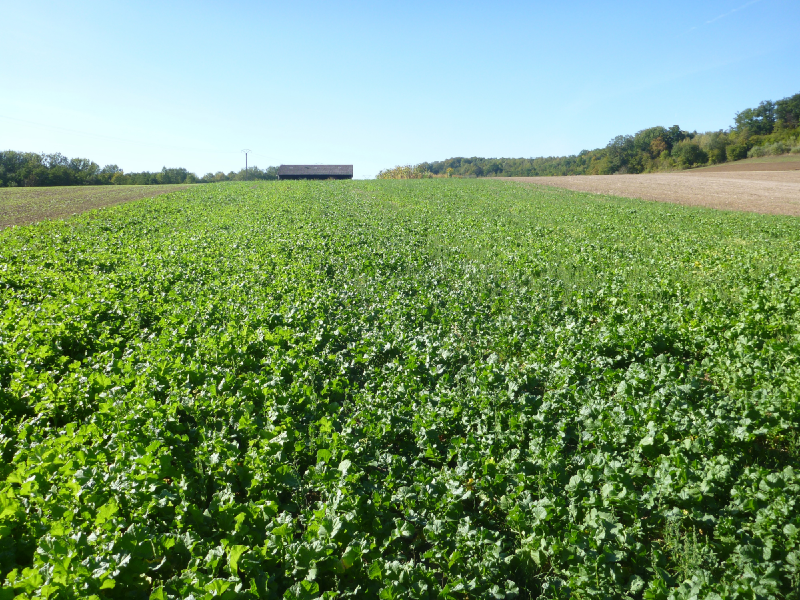 Fichier:Radis resultat.png