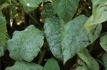 Maladies-Oïdium feuilles Ephytia-INRAE.jpg