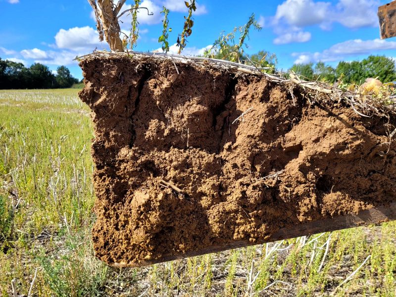 Fichier:Sol8 Saboureau.jpg