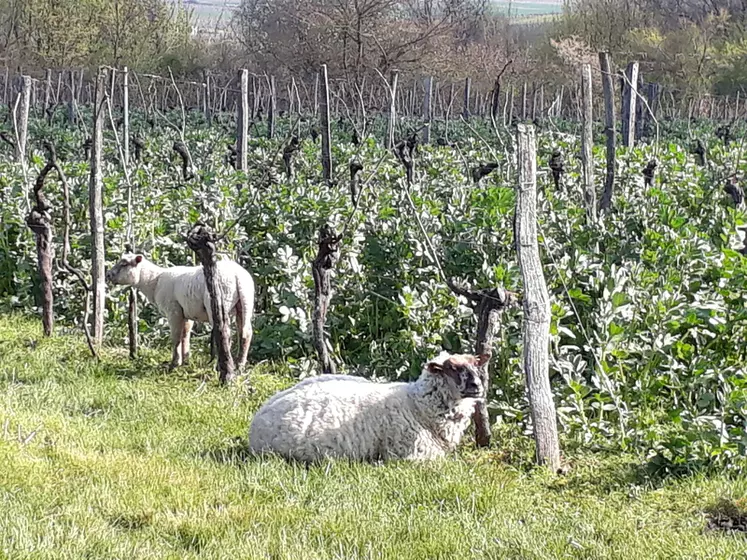 Fichier:Ovin vigne.webp