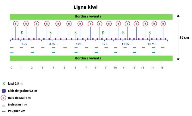 Fichier:Exemple ligne kiwi syntropie.jpg