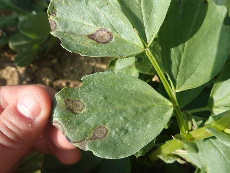 Fichier:Ascochytose féverole.jpg