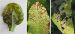 Maladies-Pseudomonas feu feuilles Ephytia-INRAE-1024x471.jpg