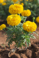 Tagetes erecta