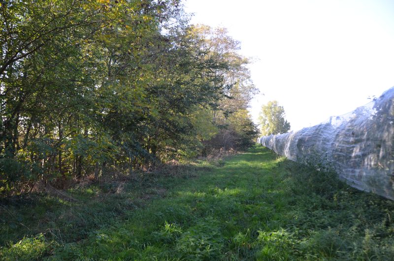 Fichier:Haie Vernou2.jpg