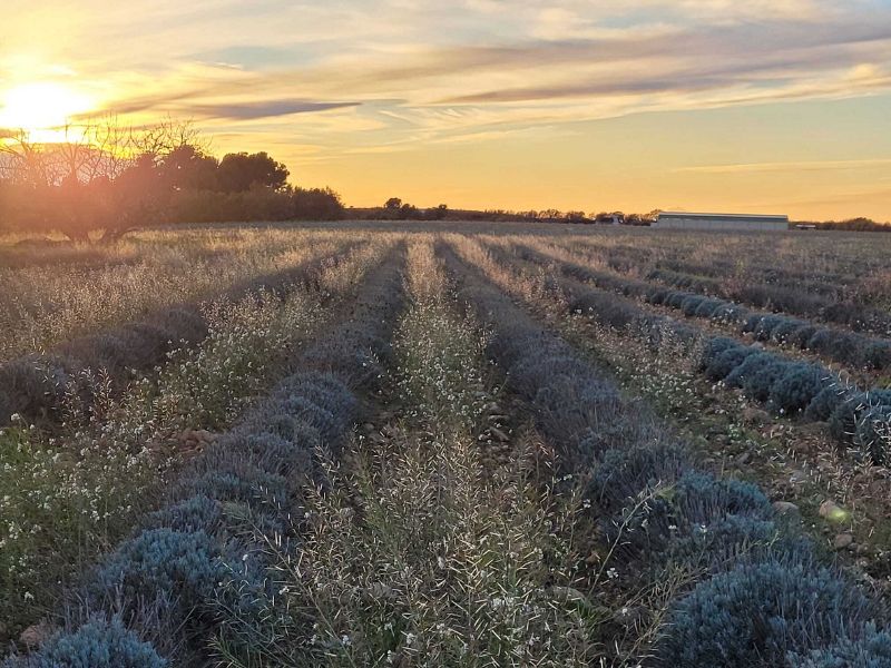 Fichier:Banniere ACE.jpg