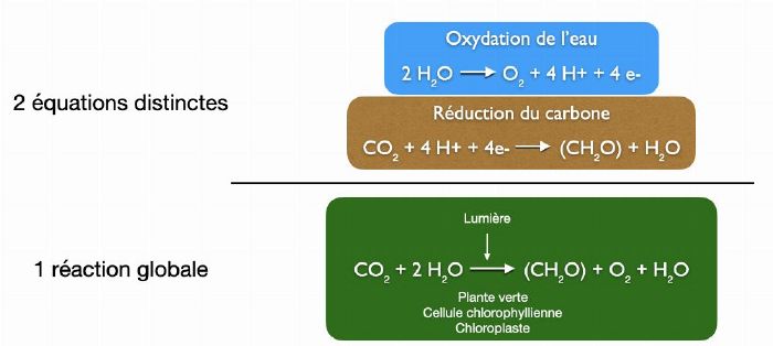 Partie 1 la pyramide de santé de la plante 6.jpg