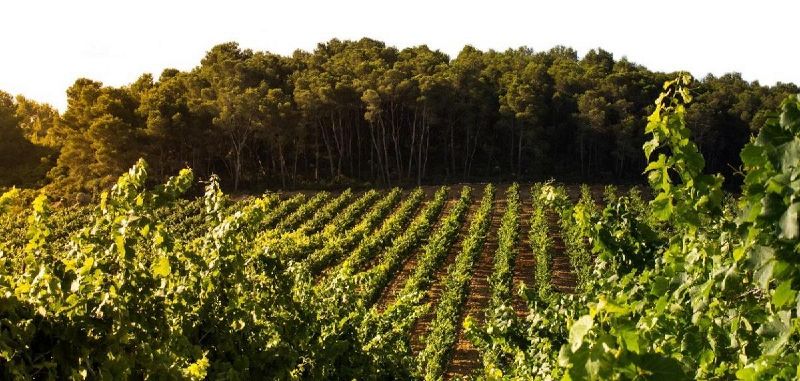 Fichier:Muret Banniere.jpg