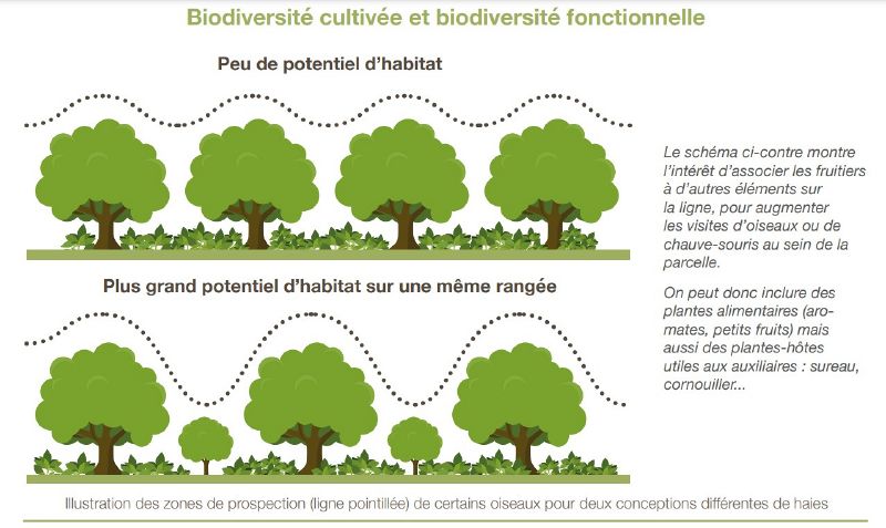 Biodiversité cultivée et biodiversité fonctionnelle