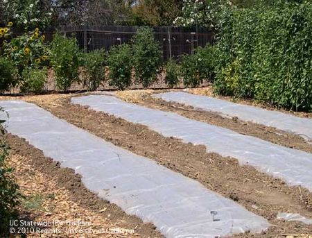 Solarisation — Triple Performance