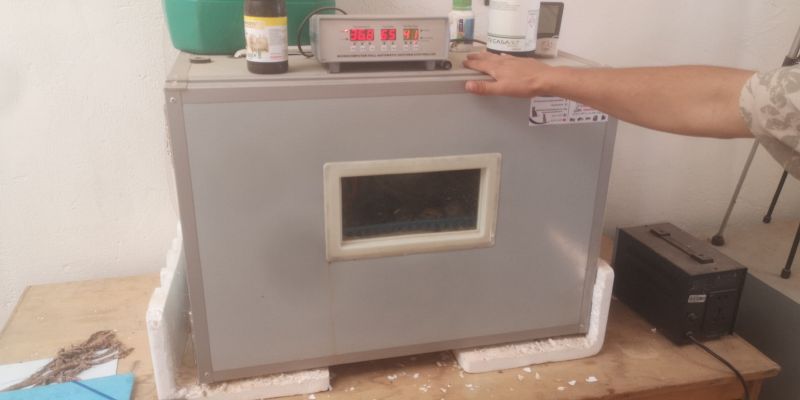 Fichier:Adile Dach Couveuse .jpg