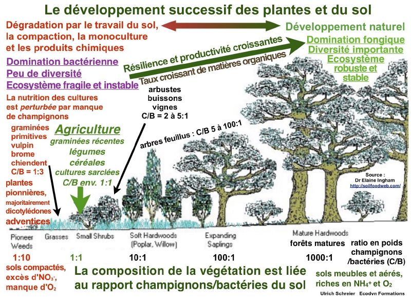 Fichier:Ingham-Le developpement successif des plantes et du sol-min.jpg