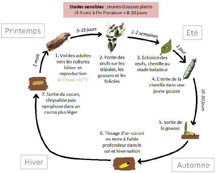 Tordeuse du pois-inline-0.png