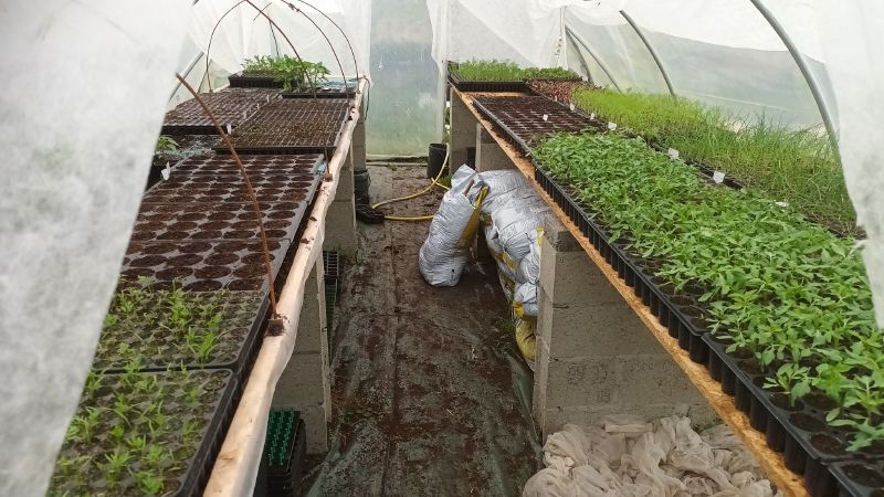 Fichier:Serre semis.jpg