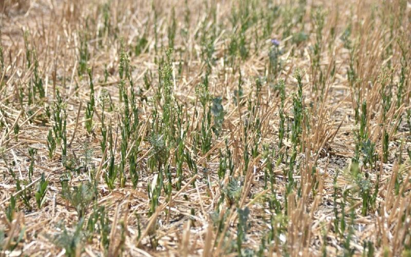 Fichier:2022-ohe-la-terre-couverts-vegetaux-impact-secheresse-aout-1080x675.jpg