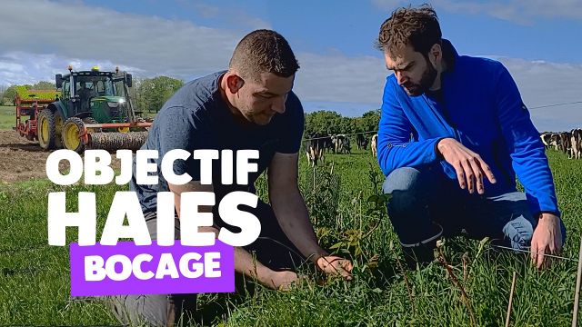 Agroforesterie : bocage et plantation de haies multi-usages — Triple ...