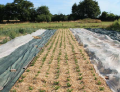 Céleris plantés sur paille