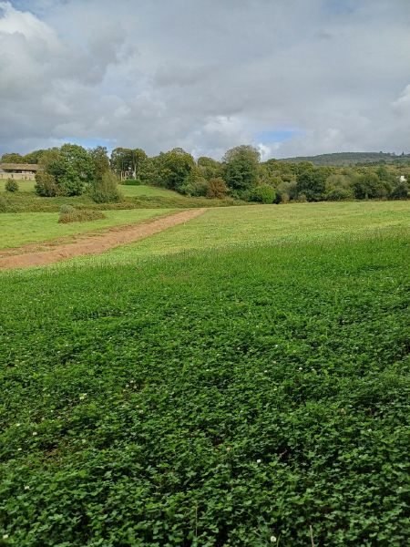 Fichier:Trèfle blanc Marchadour.jpg