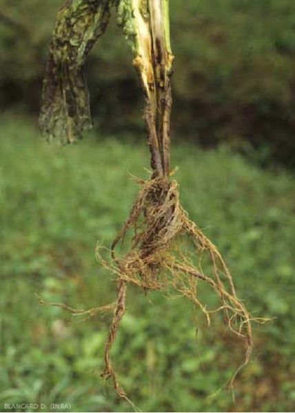 Fichier:Maladies-Fonte-des-semis Pythium plant Ephytia-INRAE.jpg