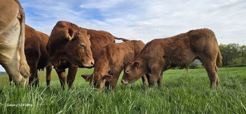 Fichier:Vaches chez Jérôme Seguinier.jpg