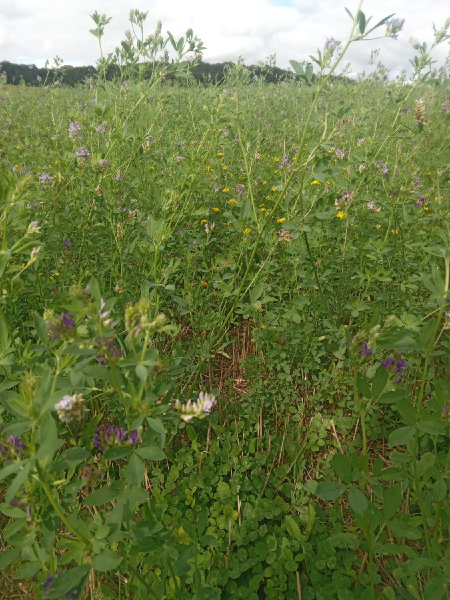 Fichier:Repousse estivale prairie.png