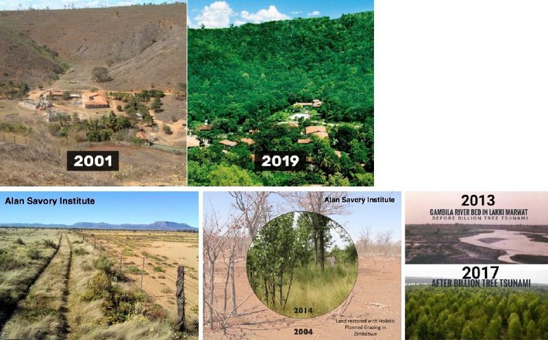 Fichier:Exemple reforestation.jpg