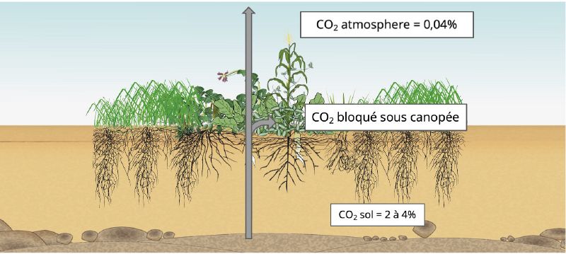 File:Minéralisation de la canopée.jpg