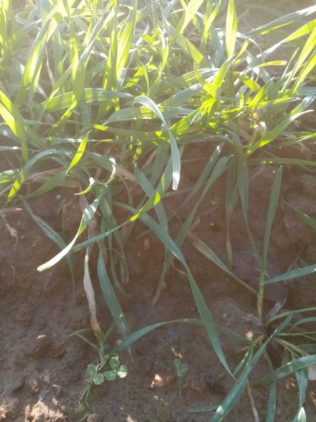 Fichier:Blé d'hiver.jpg