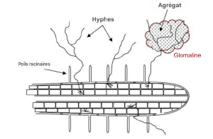 La glomaline joue le rôle de colle entre le réseau d'hyphes et les agrégats (USDA)