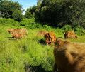 Highland prairie humide