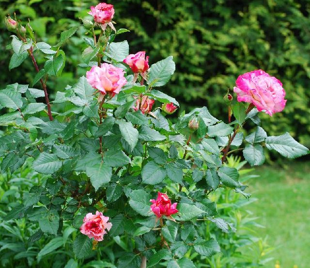 Rose — Triple Performance