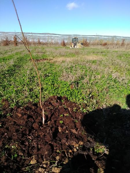 Fichier:Agroforesterie Vernou.jpg