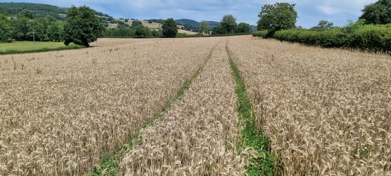 Fichier:Blé avec couvert permanent.jpg