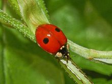 Image coccinelle 2 points.jpg