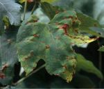 Maladie black-rot feuille 2 Ephytia-INRAE-1-1024x876.jpg
