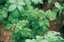 Maladies-Virus-Y plants Ephytia-INRAE.jpg