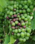 Maladie black-rot grappe Ephytia-INRAE-2.jpg